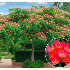 ALBIZIA JULIBRISSIN  