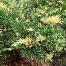 Juniperus sabina variegata