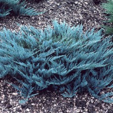 Juniperus Shrub