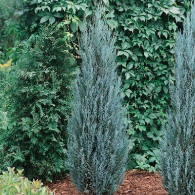 Juniperus "Blue Arrow"