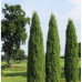 Juniperus communis "Hibernica"