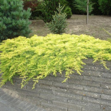 Juniperus conferta "Olld gold"