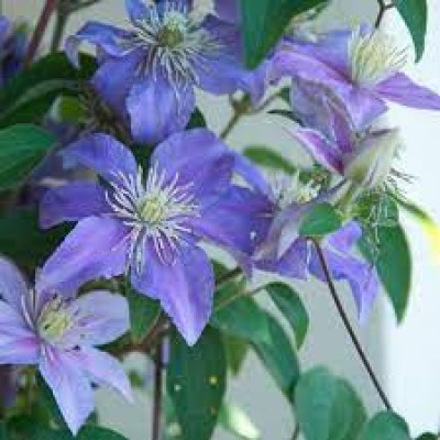 Clematis "Justa"