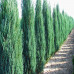 Juniperus communis "Hibernica"