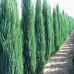Juniperus communis "Hibernica"
