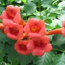Campsis Radicans