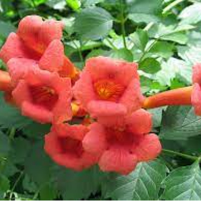 Campsis Radicans