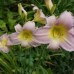 Hemerocallis  'Catherine Woodbury'