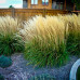 Calamagrostis 'Karl Foerster'