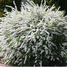 SPIRAEA ARGUTA