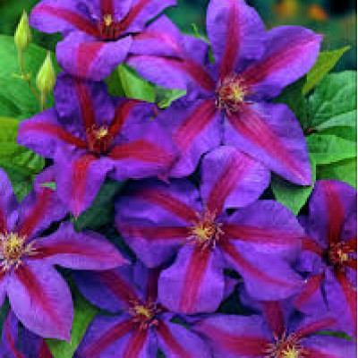 Clematis " Mrs .N.Thompson"