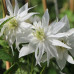 Clematis alpina "Albina Plena"