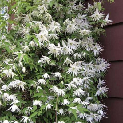 Clematis alpina "Albina Plena"