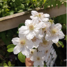 Clematis "Destinu" Clematis "Destinu"