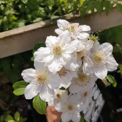Clematis "Destinu"