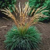 Koeleria glauca coolio