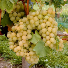 Vinova loza "Kraljica vinograda"