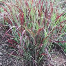 Panicum virgatum "Reh Braun"