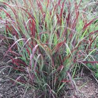 Panicum virgatum "Reh Braun"