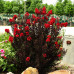 Lagerstroemia “Black Diamond” Lagerstroemia “Black Diamond”
