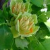 LIRIODENDRON TULIPIFERA