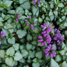 Lamium maculatum 