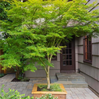 Acer palmatum "Green"