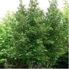 Laurus nobilis - lovor Laurus nobilis - lovor