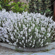 Lavanda bela (angustifolia "Eleganze Snow" Lavanda bela (angustifolia "Eleganze Snow"