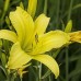 HEMEROCALLIS CITRONGELB  