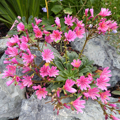 Lewisia cotyledon