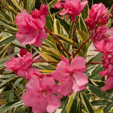 Oleander - Nerium sarenolisni