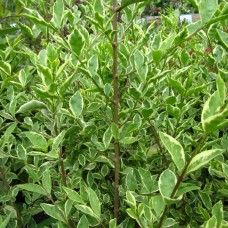 LIGUSTRUM ovalifolium 'Argenteum'