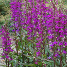Lobelia speciosa "Hadspen Purple" Lobelia speciosa "Hadspen Purple"