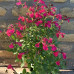 Salvia darcyi