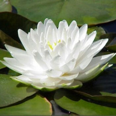 Nymphaea "Goonere" Nymphaea "Goonere"
