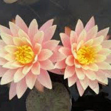 Nymphaea "Sunny Pink"