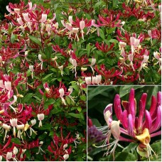 Lonicera Caprifolium Inga