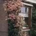 Lonicera Caprifolium Inga