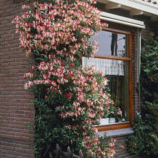 Lonicera "Red World"