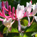 Lonicera "Red World"