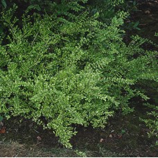 Lonicera nitida variegated
