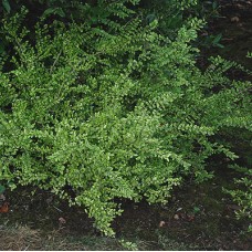 Lonicera nitida variegated