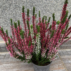 Calluna belo ljubicasta Calluna belo ljubicasta