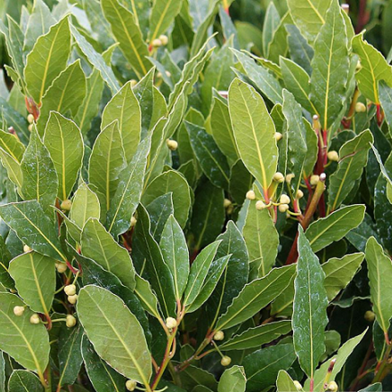 Цветок лавра лаурус нобилис. Как растет лавровый лист. Как растет лавровый лист. Laurus nobilis листья. Лавровое дерево лаврушка.