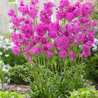 Lychnis viscaria 'Splendens'
