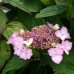 Hydrangea "Miss Hepburn"