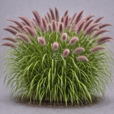 Pennisetum "Red Head"