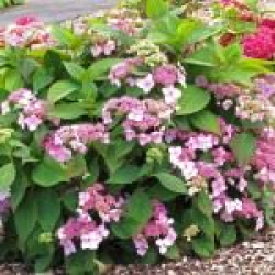Hydrangea "Miss Hepburn"