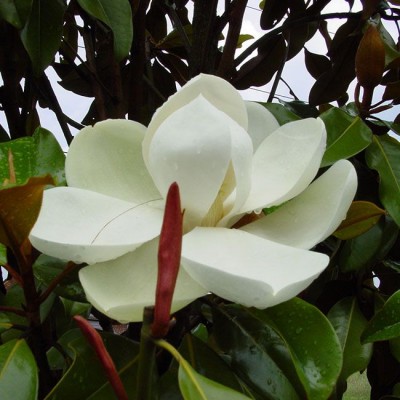 Magnolia grandiflora